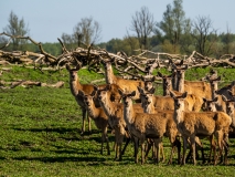 Group of Red deer, Netherlands